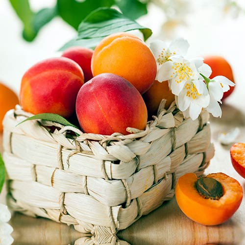 Абрикос Сибирский Абрикос Сибирский