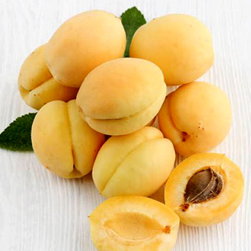 Абрикос Титан Абрикос Титан