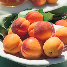 Абрикос Триумф северный