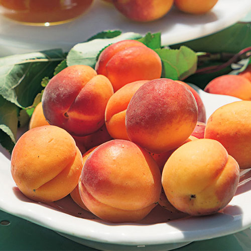 Абрикос Триумф северный Абрикос Триумф северный