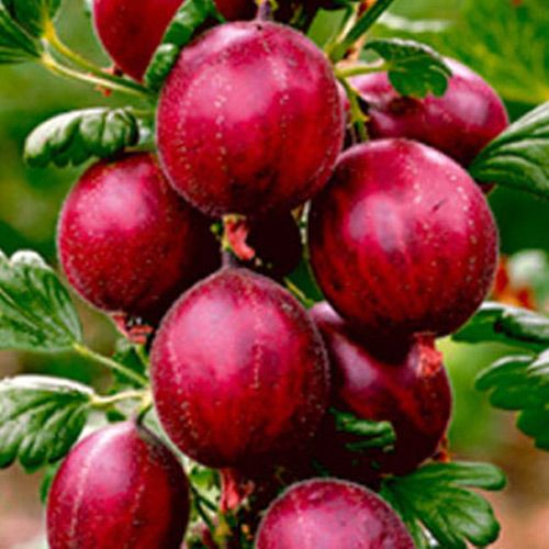 Крыжовник красный Крыжовник красный