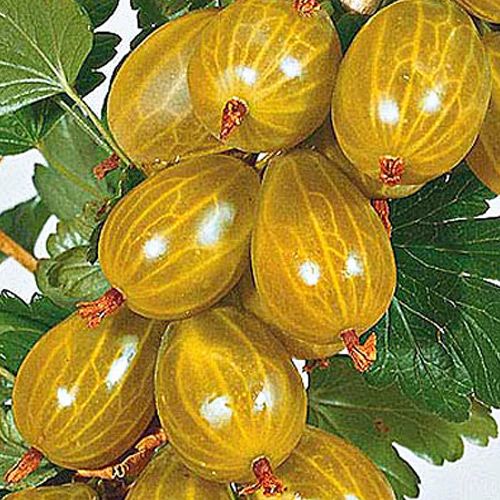 Крыжовник желтый Крыжовник желтый