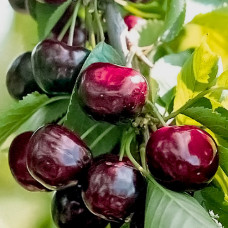 Черешня Черная сладость