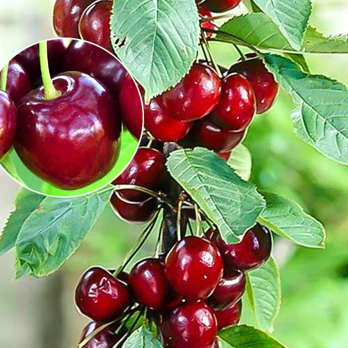 Черешня колоновидная Хелена Черешня колоновидная Хелена