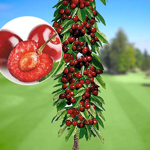 Черешня колоновидная Квин Мери Черешня колоновидная Квин Мери