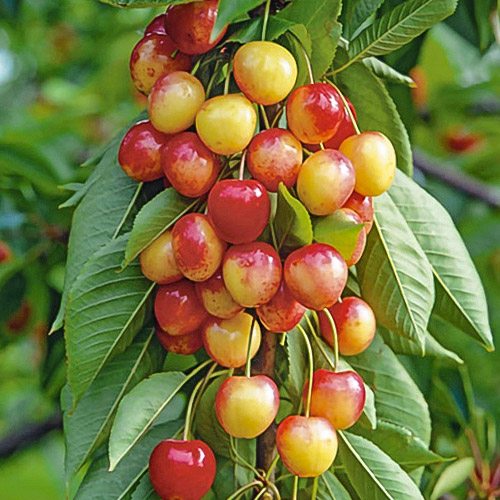 Черешня колоновидная розовая Черешня колоновидная розовая