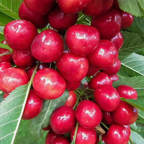 Черешня крупноплодная розовая Черешня крупноплодная розовая