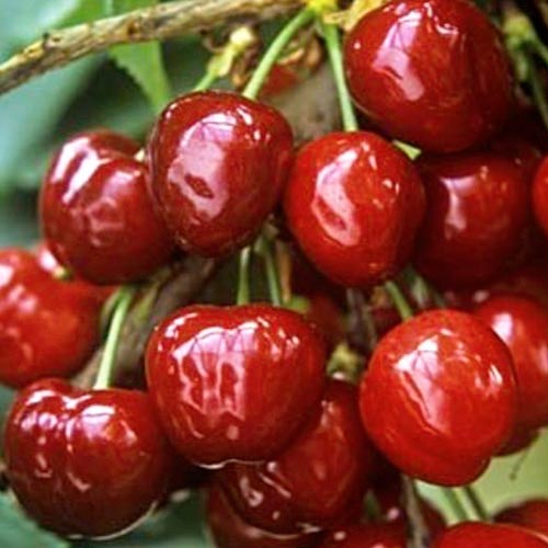 Черешня крупноплодная черная Черешня крупноплодная черная
