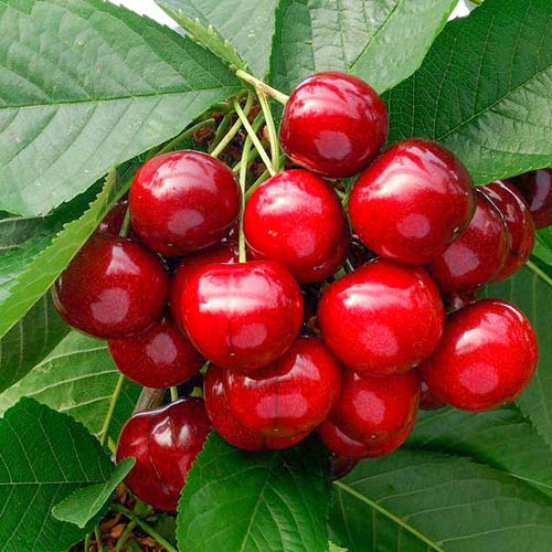 Черешня Наполеон красная Черешня Наполеон красная