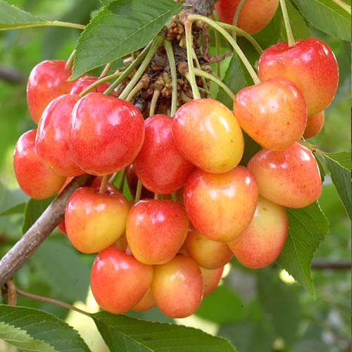 Черешня Наполеон розовая Черешня Наполеон розовая