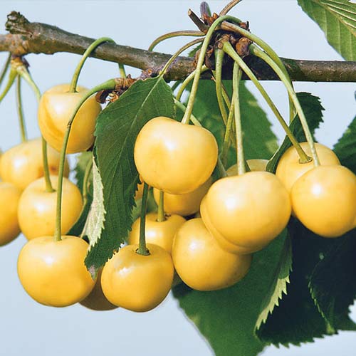 Черешня Рондо Черешня Рондо