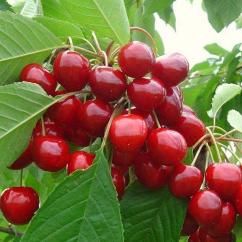 Черешня Рубиновая Кубани Черешня Рубиновая Кубани