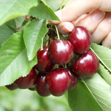 Черешня Самба
