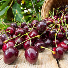Черешня Тютчевка
