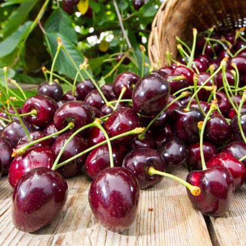 Черешня Тютчевка Черешня Тютчевка