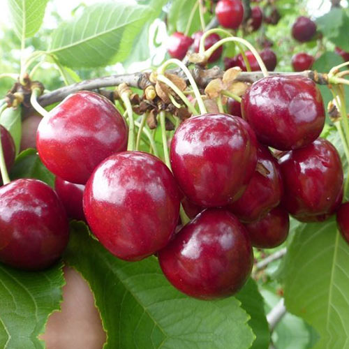 Черешня Волшебница Черешня Волшебница