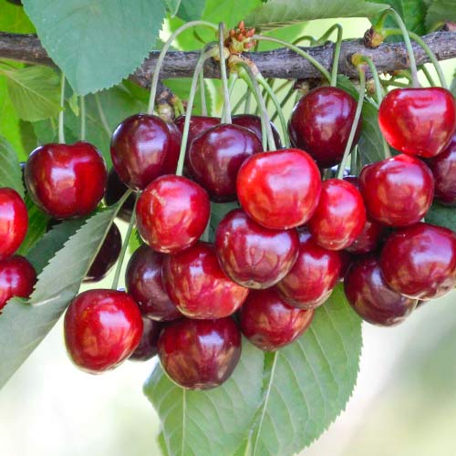 Черевишня (дюк) Гирлянда Черевишня (дюк) Гирлянда