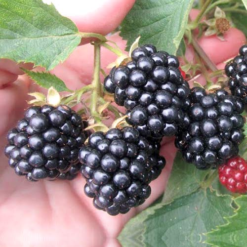 Ежевика Агавам Ежевика Агавам