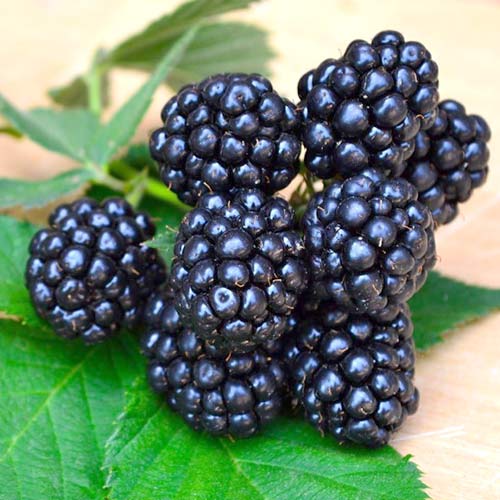 Ежевика Апачи Ежевика Апачи