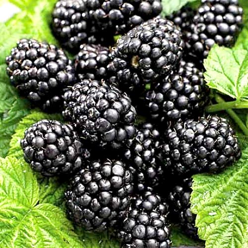 Ежевика Лох-Несс Ежевика Лох-Несс