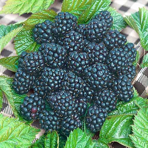 Ежевика Блэк Джевел Ежевика Блэк Джевел