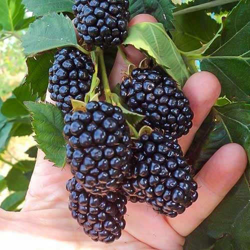 Ежевика Блэк Мэджик Ежевика Блэк Мэджик