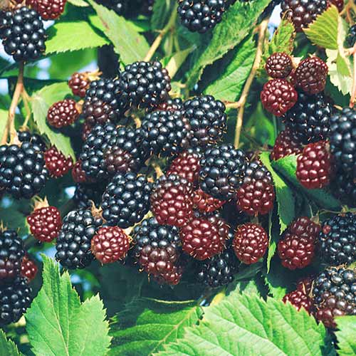 Ежевика Черный Принц Ежевика Черный Принц