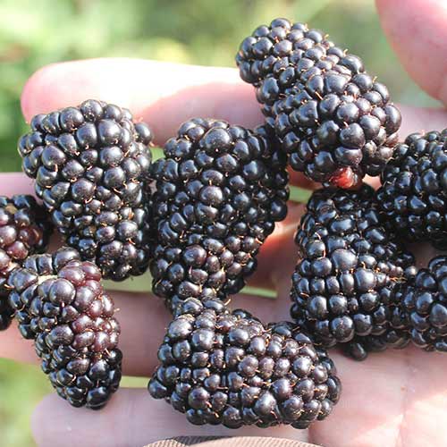 Ежевика Джамбо Ежевика Джамбо