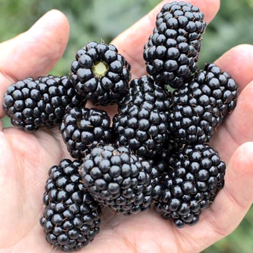 Ежевика Лох-Несс Ежевика Лох-Несс