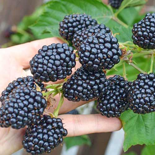 Ежевика Лох Тей Ежевика Лох Тей