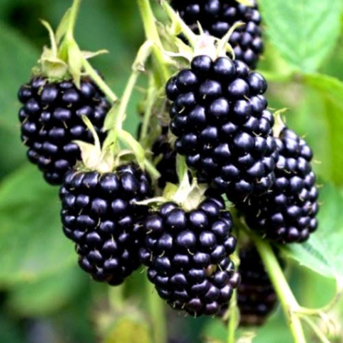 Ежевика Мертон Торнлесс Ежевика Мертон Торнлесс