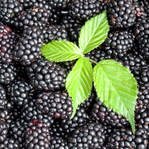 Ежевика Мертон Торнлесс Ежевика Мертон Торнлесс