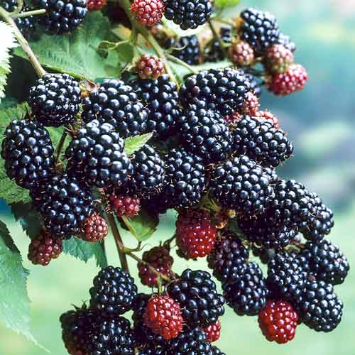 Ежевика Натчез Ежевика Натчез