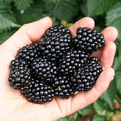 Ежевика Навахо Ежевика Навахо