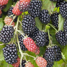 Ежевика Небеса могут подождать