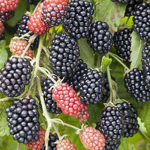 Ежевика Небеса могут подождать Ежевика Небеса могут подождать