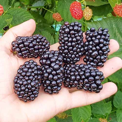 Ежевика Оуачита Ежевика Оуачита