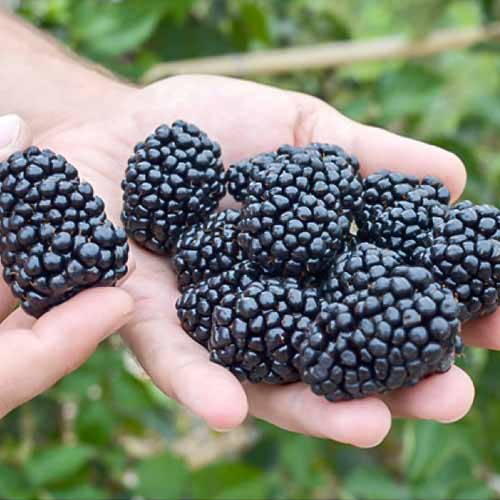 Ежевика Рубен Ежевика Рубен