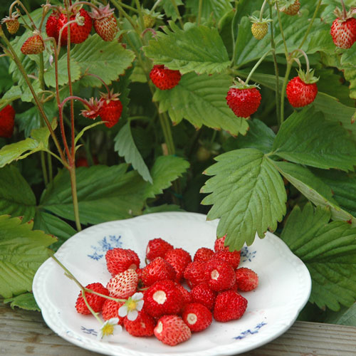 Клубника Александрия (в упаковке 5 шт.) Клубника Александрия (в упаковке 5 шт.)