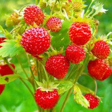 Клубника Александрия (в упаковке 5 шт.)