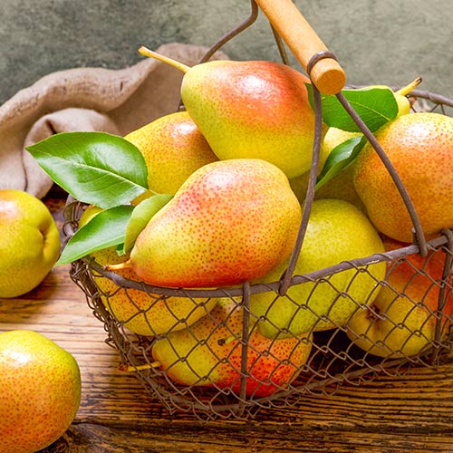 Груша Банкетная Груша Банкетная