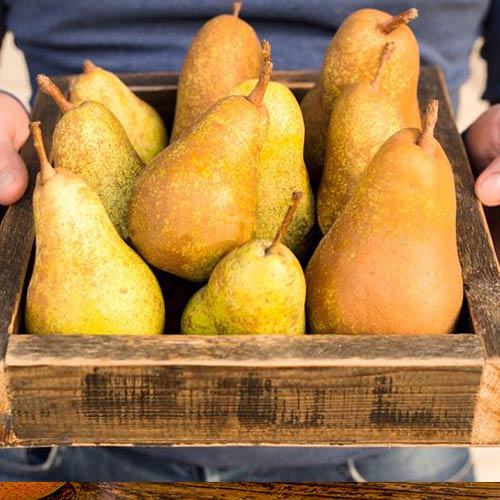 Груша Бере Боск Груша Бере Боск