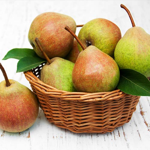 Груша Бере Жиффар Груша Бере Жиффар