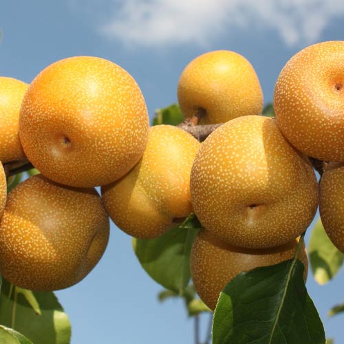 Груша Бронзовая Груша Бронзовая