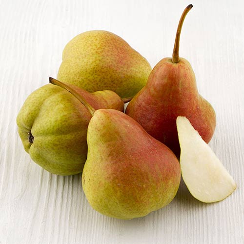 Груша Изюминка Крыма Груша Изюминка Крыма