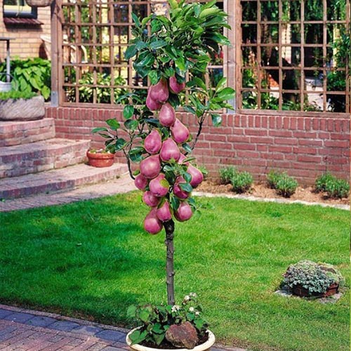 Груша колоновидная Кармен Груша колоновидная Кармен