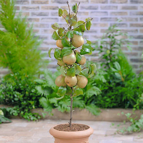 Груша колоновидная Найт Верт Груша колоновидная Найт Верт