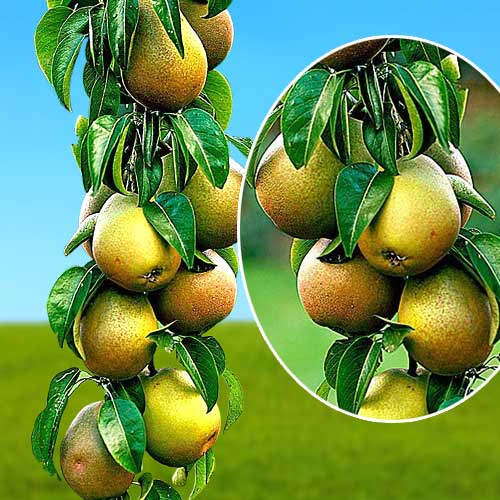 Груша колоновидная Павловская Груша колоновидная Павловская