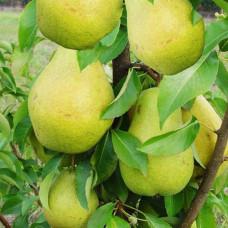 Груша колоновидная Санреми