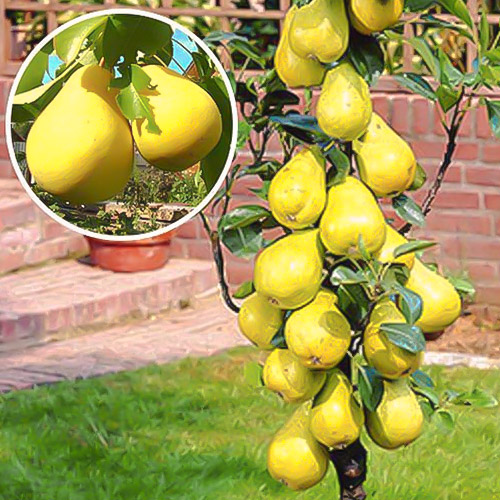 Груша колоновидная Сапфира Груша колоновидная Сапфира